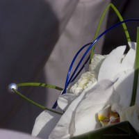 /album/mariage-ii1/a2014-04-26-sainte-marguerite-sur-fauville-mariage-pierre-heloise-60-copiebb-jpg/